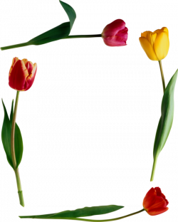 ForgetMeNot: Flowers - Tulips