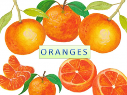 Watercolor Clipart orange, tangerine, Illustration ...