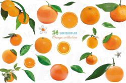Watercolor oranges, branch and leaves clip art pack, png