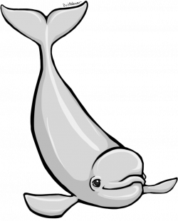 HD Beluga Whale Clipart , Free Unlimited Download #729927 ...