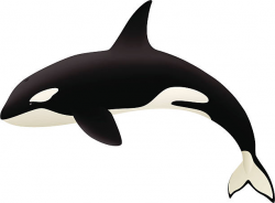 Orca whale clipart 3 » Clipart Station