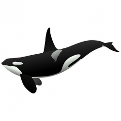 12 Inch Large Orca Killer Whale Wall Decal by WilsonGraphics ...