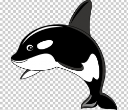 Killer Whale Humpback Whale PNG, Clipart, Black, Black And ...