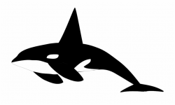 Orca Clip Art - Killer Whale Clipart Black And White Free ...