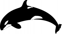 Orca clipart 3 - WikiClipArt