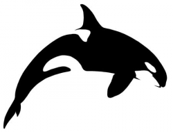 Killer Whale Clipart & Look At Killer Whale HQ Clip Art ...