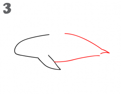 How To Draw a Killer Whale - Step-by-Step
