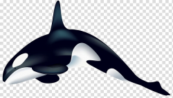Killer whale illustration, Killer whale , Orca transparent ...