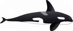 Orca Whale Clip Art - Cliparts.co