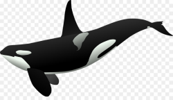 Whale Cartoon clipart - Penguin, Dolphin, Whale, transparent ...