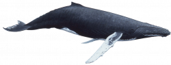 Humpback Whale PNG - PHOTOS PNG