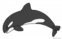 19 Orca clipart HUGE FREEBIE! Download for PowerPoint presentations ...