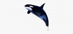 Orca Clipart Transparent - Real Whale Transparent Background ...