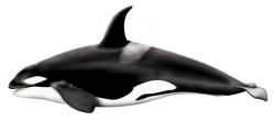 Orcinus Orca PNG by LG-Design on DeviantArt | SEA ANIMALS CLIP ART ...