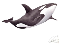 Orca Whale Sketch at PaintingValley.com | Explore collection ...