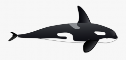 Killer Clip Art Black - Killer Whale Clipart #339031 - Free ...