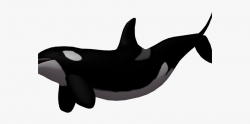 Orca Clipart Fin - Killer Whale Fin Png #1059130 - Free ...
