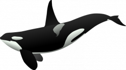 19 Orca clipart cute HUGE FREEBIE! Download for PowerPoint ...