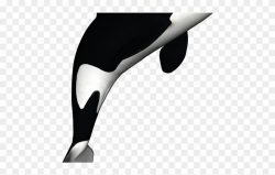 Orca Clipart Svg - Orca Whale Black And White - Png Download ...