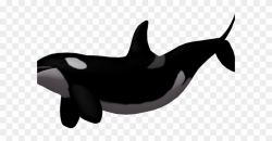 Killer Whale Clipart Whale Dolphin - Png Download (#2914339 ...