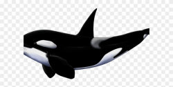 Orca Clipart White Background - Orcas Png Transparent Png ...