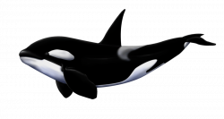Orca White Background - 2018 images & pictures