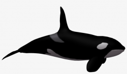 Killer Whale Clipart White Background - Killer Whale No ...