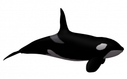 Killer Whale PNG Transparent Images (47+)