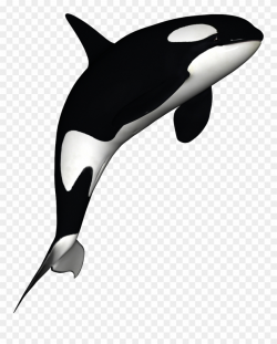 Orca Clipart Free - Orca Whale White Background - Png ...