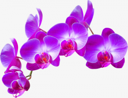 Purple Orchid Decoration Pattern, Purple, Orchid, Flowers PNG Image ...