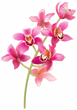 Stem Pink Orchids PNG Clipart | Png | Pinterest | Pink orchids ...