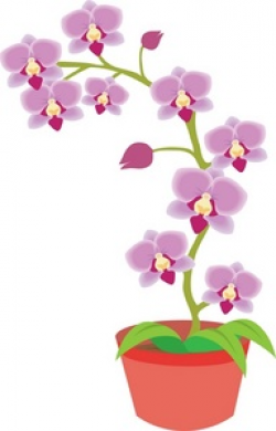 Free Orchid Cliparts, Download Free Clip Art, Free Clip Art on ...