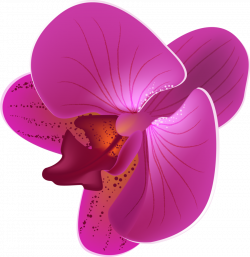habrumalas: Orchid Vector Images