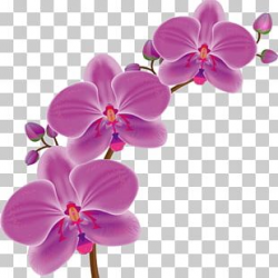 Cartoon Orchid PNG Images, Cartoon Orchid Clipart Free Download
