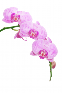 Orchid Clipart beautiful 17 - 2848 X 4288 Free Clip Art ...