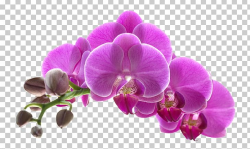 Orchids Flower Purple PNG, Clipart, Beautiful, Beautiful ...