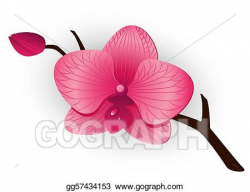 Vector Art - Beautiful pink orchid. Clipart Drawing ...