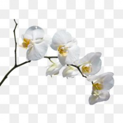 2019 的 A White Flower, Flower Clipart, Beautiful Orchid ...