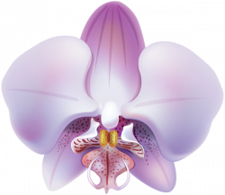 Orchid Transparent PNG Clip Art | Gallery Yopriceville - High ...