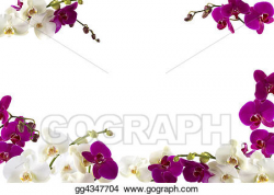 Drawing - Orchids. Clipart Drawing gg4347704 - GoGraph