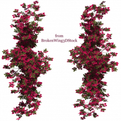 Bougainvillea 03 by BrokenWing3dStock on deviantART | brushes & png ...