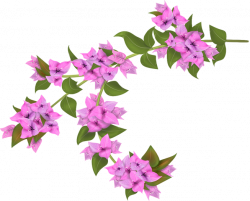 bougainvillea flowers, vector | flowers, vector, | Pinterest