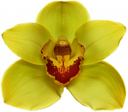 Yellow Orchid transparent PNG - StickPNG