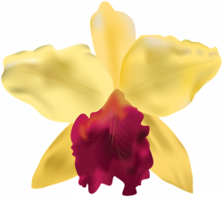 Yellow Orchid PNG Clip Art Image | Gallery Yopriceville - High ...