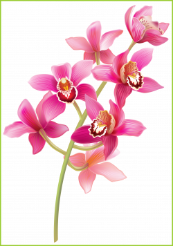 14 Ideas of Cattleya Orchid Png - Best Beautiful Orchid Flower