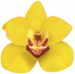 Yellow Orchid PNG Clip Art - Best WEB Clipart