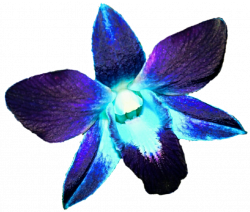 28+ Collection of Blue Orchid Clipart | High quality, free cliparts ...