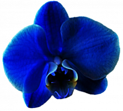 eletragesi: Blue Orchid Clipart Images