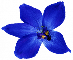28+ Collection of Blue Orchid Clipart | High quality, free cliparts ...