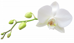 gaeroladid: White Orchid Clipart Images